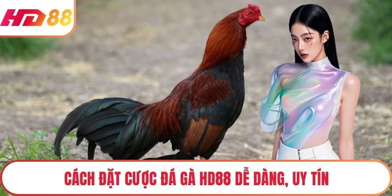 Cách đặt cược đá gà HD88 dễ dàng, uy tín